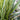 Acorus 'Variegatus' (Variegated Sweetflag)