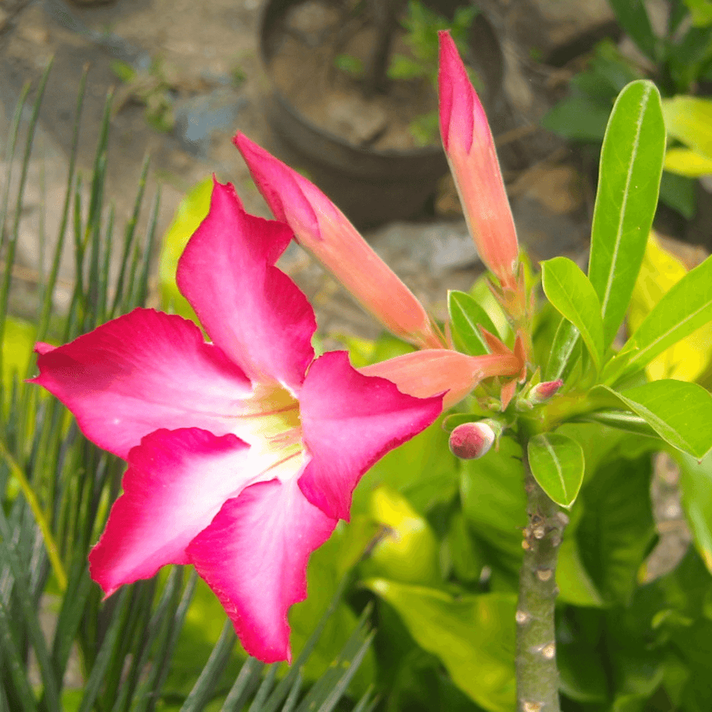 Adenium - Desert Rose