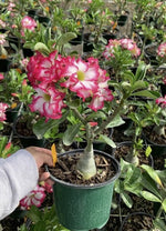 Adenium - Desert Rose