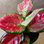 Aglaonema 'Very Red'