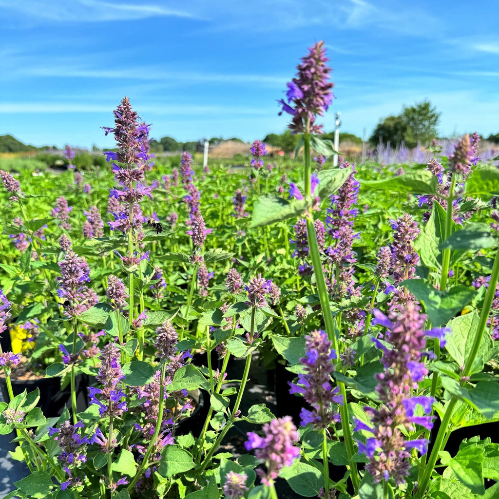 Agastache 'Blue Boa'