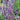 Agastache 'Purple Haze' (Hyssop)
