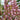 Agastache 'Pink Hazel' (Hummingbird Mint)