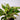 Aglaonema 'Siam'