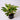 Aglaonema 'Siam'