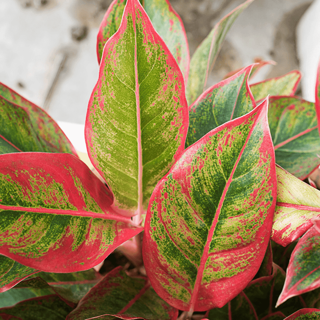 Aglaonema Siam Small