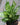 Aglaonema 'Osaka'