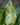 Aglaonema 'Sparkling Sarah'