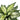 Aglaonema  ite