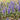 Ajuga Catlins Giant bugleweed