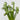 Albuca Spiralis