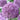Allium Giant 'Gladiator' Bulb
