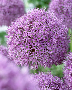 Allium Gladiator Bulbs - Pack 5