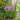 Allium 'Millenium' (Ornamental Flowering Onion)