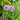 Allium 'Millenium' (Ornamental Flowering Onion)