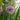 Allium 'Millenium' (Ornamental Flowering Onion)