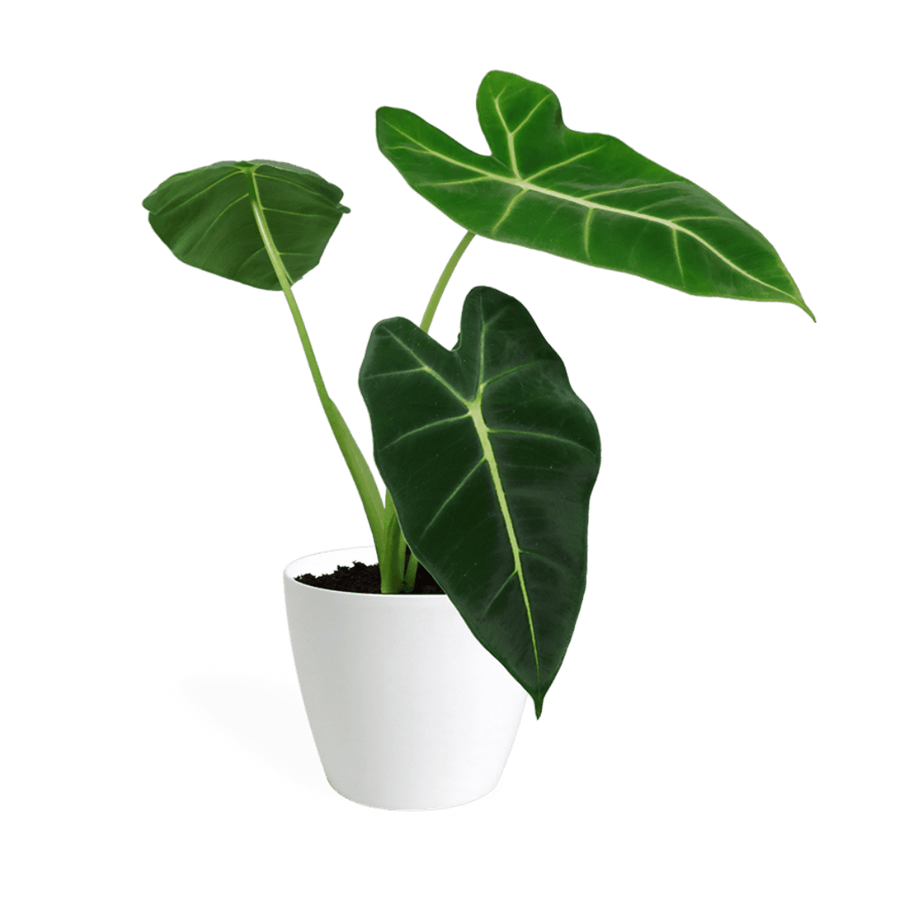 Alocasia Frydek Small