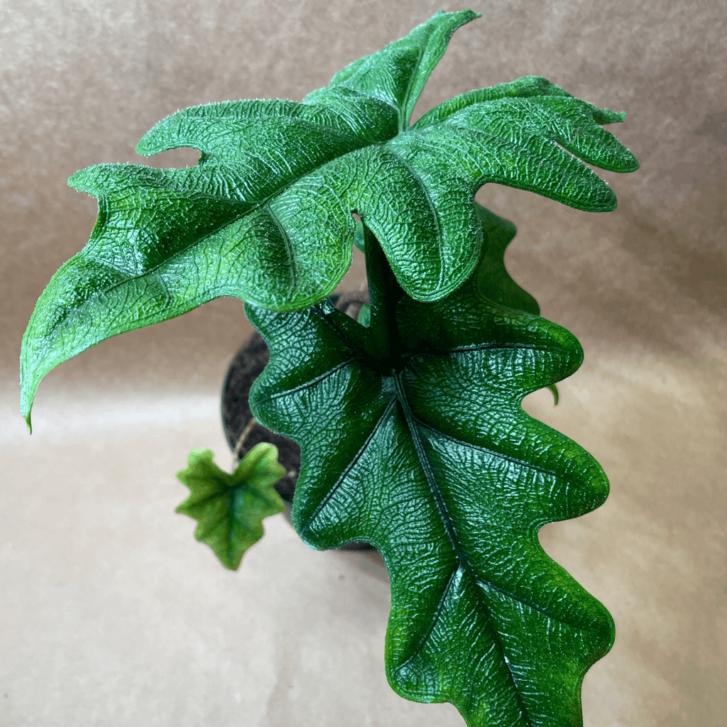 Alocasia 'Jacklyn'