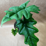 Alocasia 'Jacklyn'