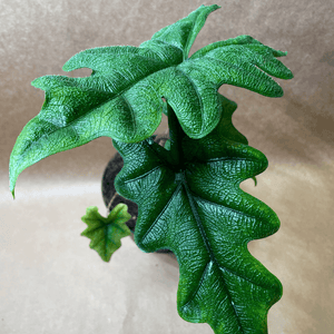 Alocasia 'Jacklyn'