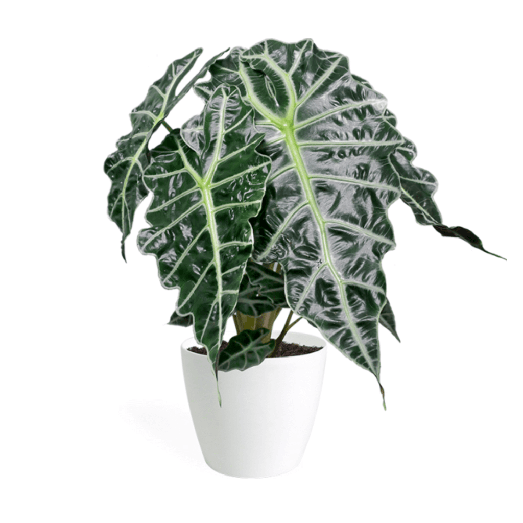 Alocasia Polly Small