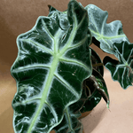 Alocasia Polly Small