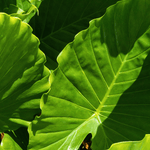 Alocasia Portora