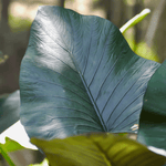 Alocasia Regal Shield Medium