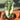 Alocasia Frydek Variegated 1