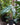 Alocasia 'Polly'