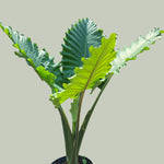 Alocasia Portora