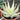 Aloe White Fox2