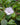 Alsobia dianthiflora (Lace Flower)