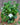 Alsobia dianthiflora (Lace Flower)