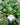 Alsobia dianthiflora (Lace Flower)