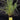 Andropogon gerardii (Big Blue Stem: Ornamental Grass) GLV
