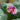 Anemone x 'September Charm' (Windflower)