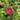 Anemone x Fall in Love® 'Sweetly'(Windflower)