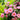 Anemone Puff® 'Pink' (Windflower)