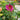 Anemone x Fall in Love® 'Sweetly'(Windflower)