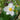 Anemone 'Honorine Jobert' (Windflower)