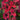 AngeloniaArchangelCherryRed