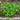 Chervil
