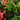 Anthurium