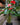Anthurium (Assorted Colors)