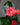 Anthurium (Assorted Colors)