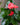 Anthurium (Assorted Colors)