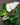 Anthurium (Assorted Colors)