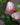Anthurium (Assorted Colors)