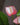 Anthurium (Assorted Colors)